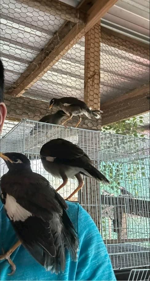 Myna birds