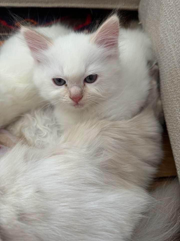 Mia (Ragdoll-Kitten) sucht ein liebevolles Zuhause