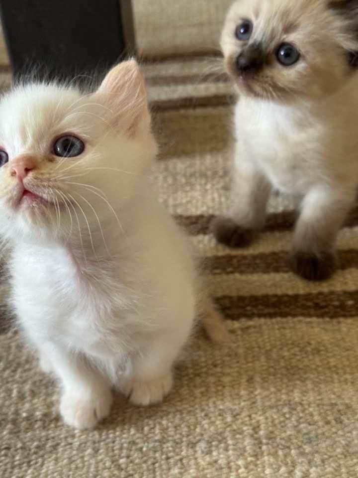 Mia (Ragdoll-Kitten) sucht ein liebevolles Zuhause