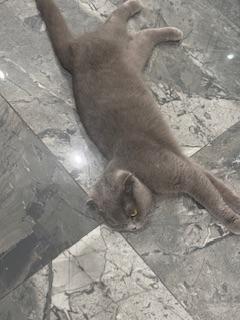 Scottisch fold Katze