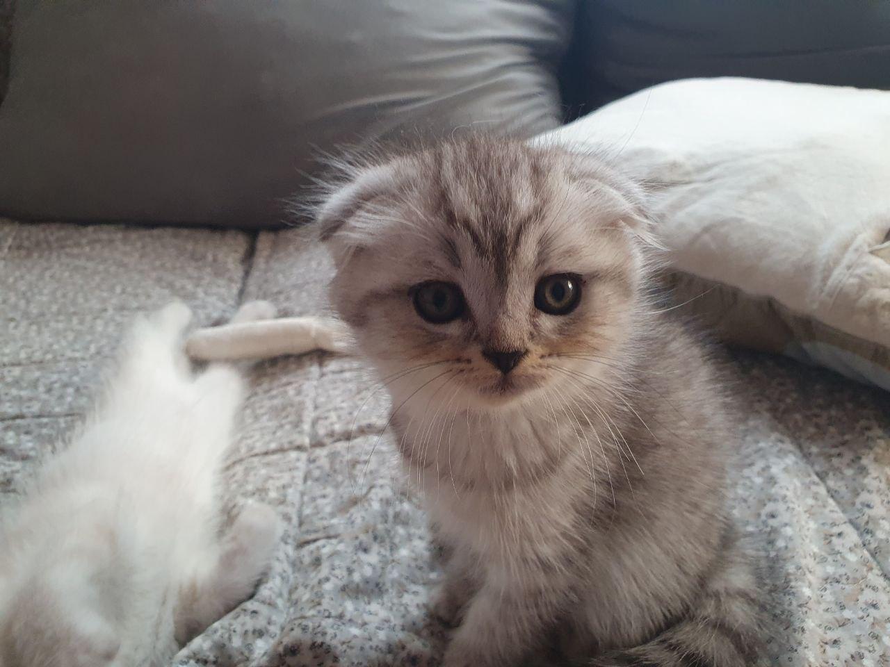 Scottish Fold-Babys suchen ein liebevolles Zuhause