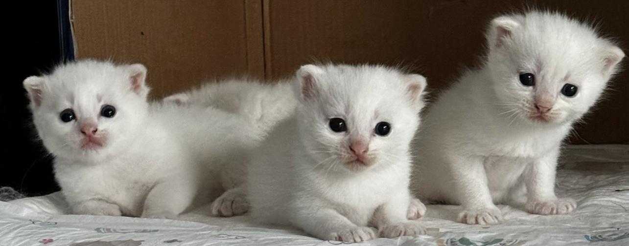 Scottish Fold BLH kitten