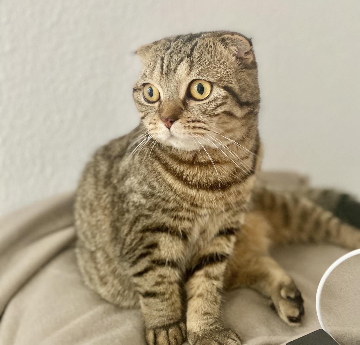Scottish Fold Weibchen