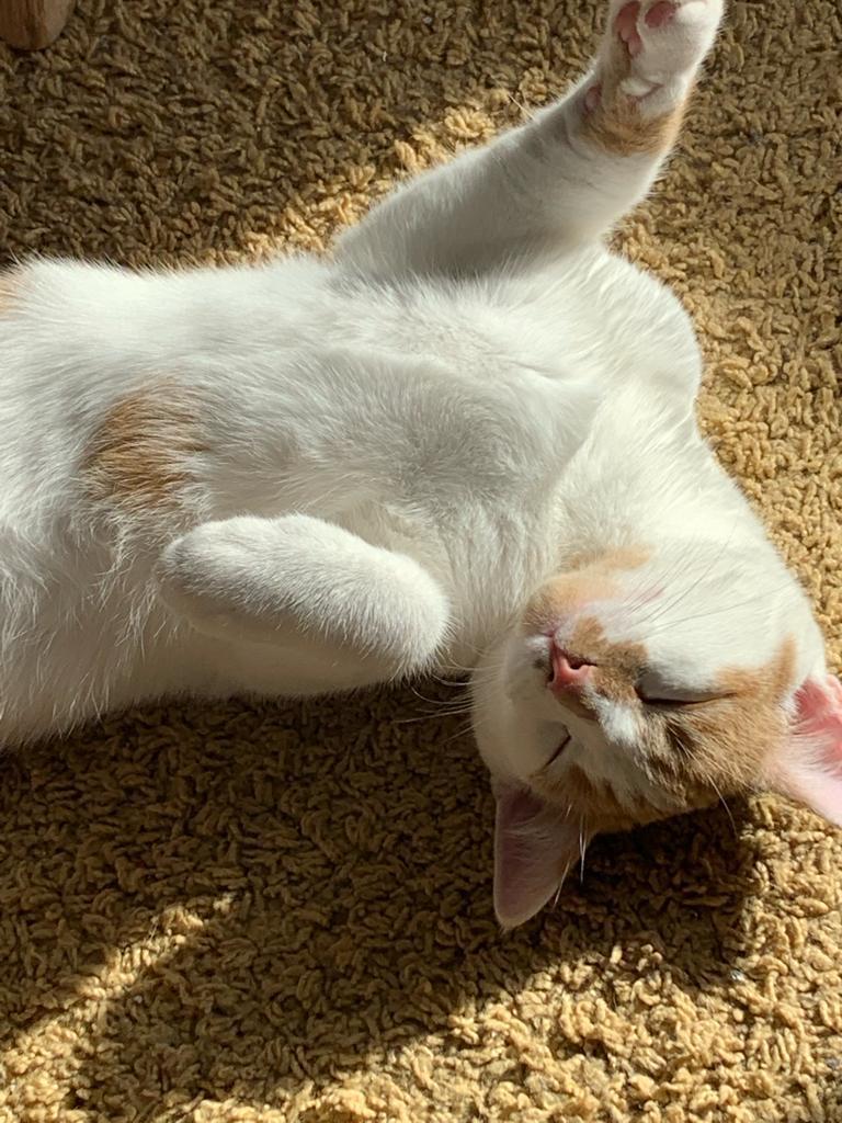 Süßer kastrierter Kater sucht ein liebevolles Zu