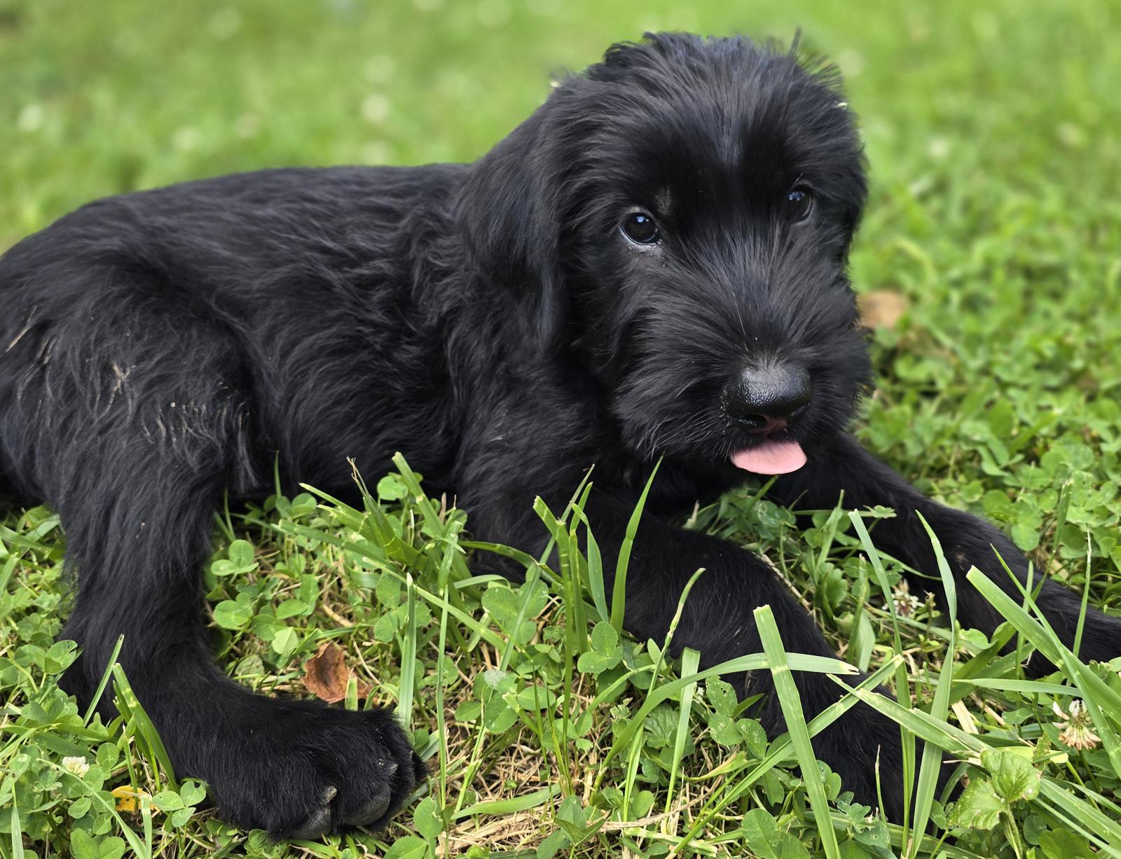 Tolle Riesenschnauzer Welpen suchen ein neues Zuha