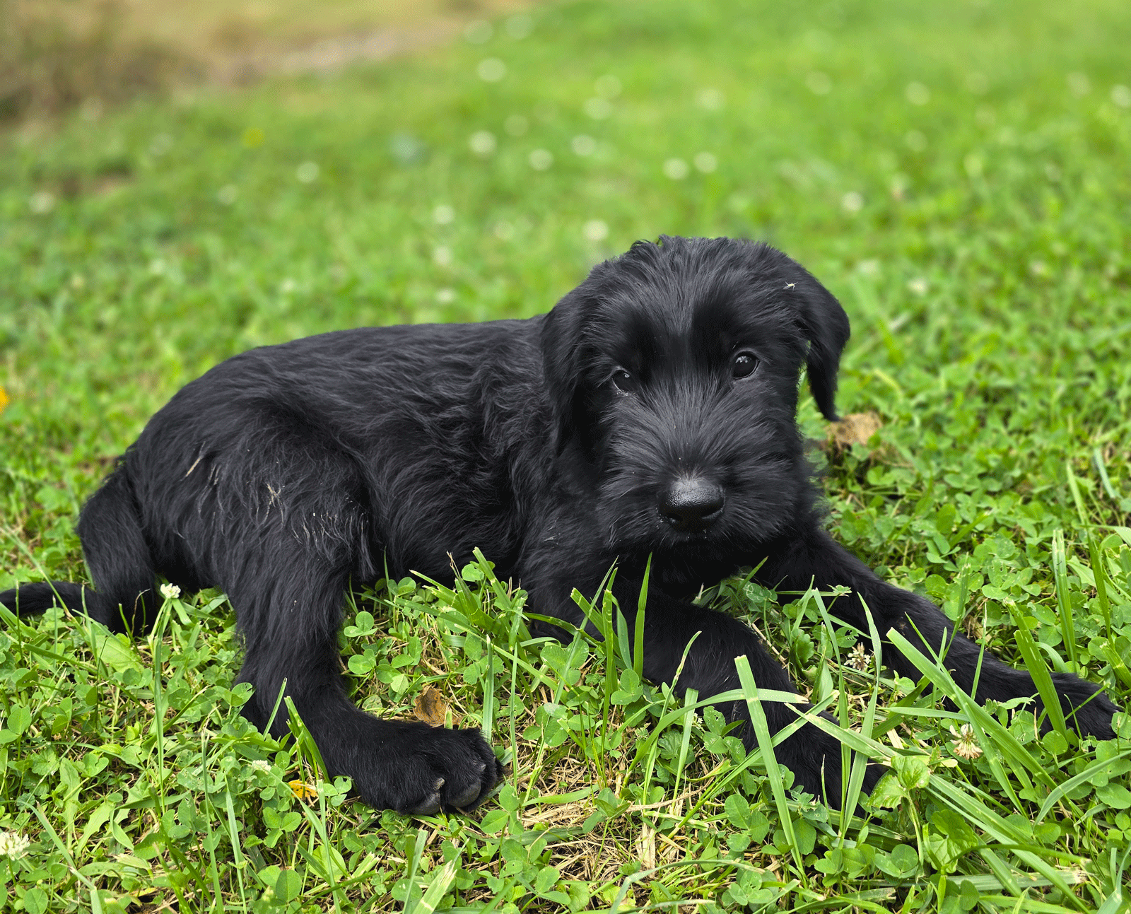 Tolle Riesenschnauzer Welpen suchen ein neues Zuha