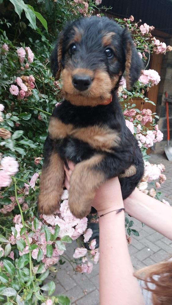 Airedale Terrier  mit VDH/ KfT Papieren von seriö