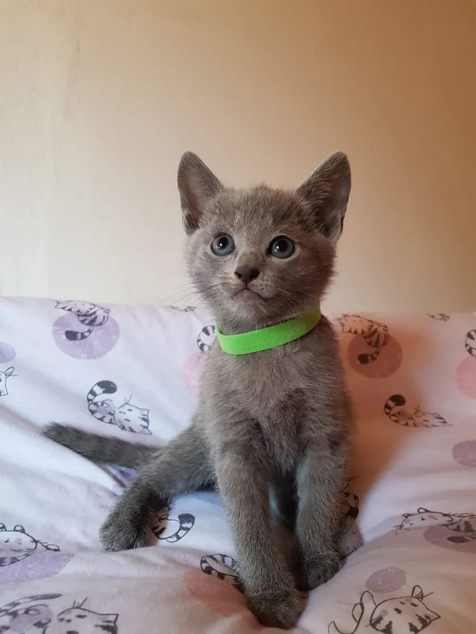 Reinrassige Russisch Blau Kitten