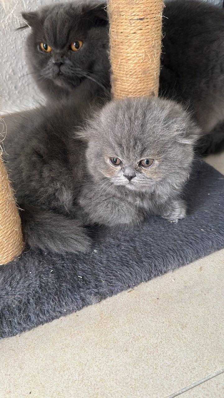 Scottish Fold Mädchen