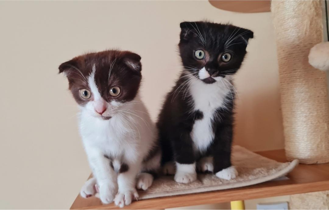 2 zauberhafte Kätzchen suchen ein schönes Zuhaus