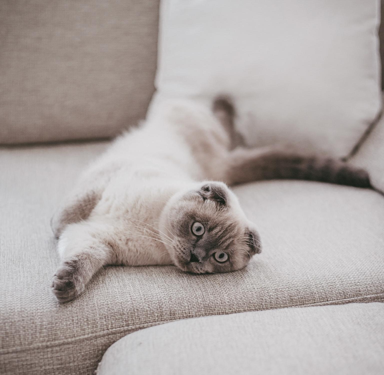 BKH - Scottish Fold Mix Kater abzugeben