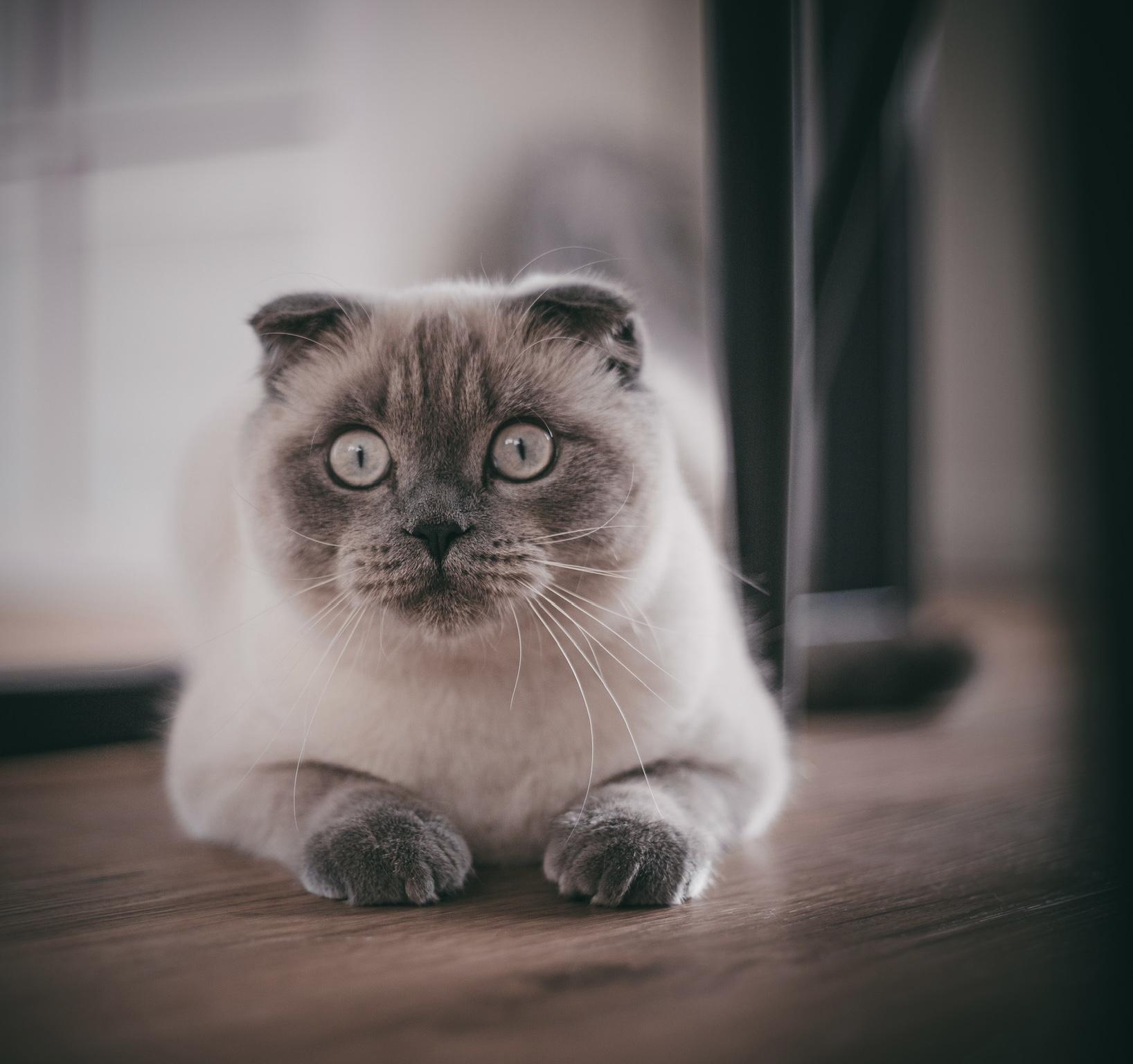 BKH - Scottish Fold Mix Kater abzugeben