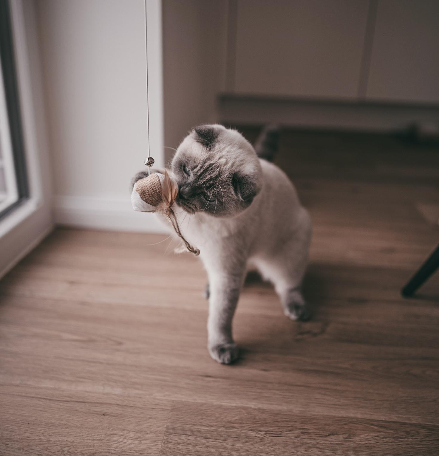 BKH - Scottish Fold Mix Kater abzugeben