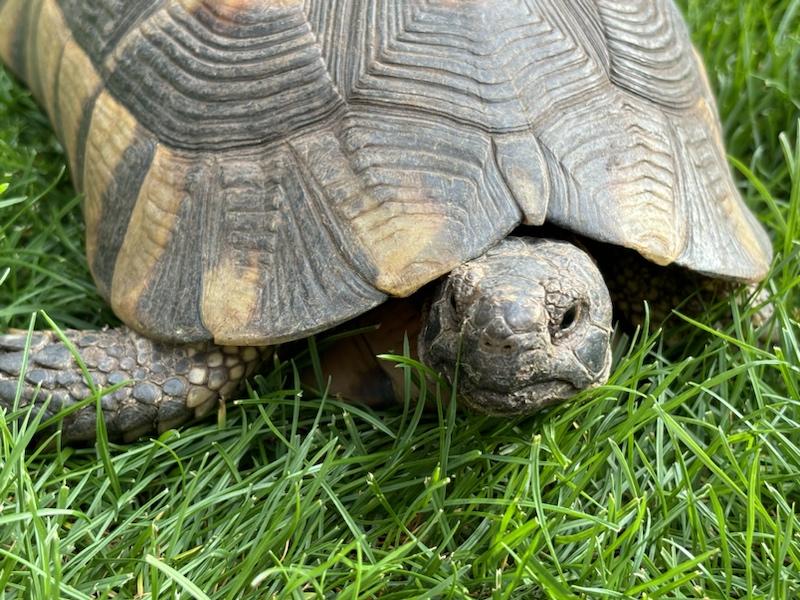 Breitrand-Schildkröte Testudo Marginata – weibl