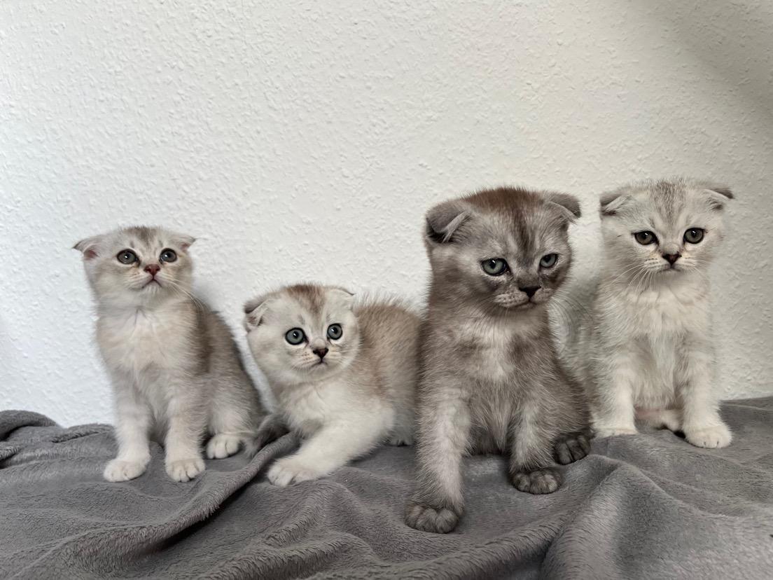 Britisch kurzhaar kitten