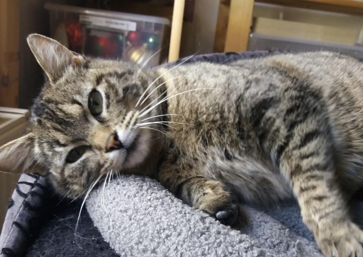 Liebevolle ca. 1 Jahr alte Kätzin sucht ein schö