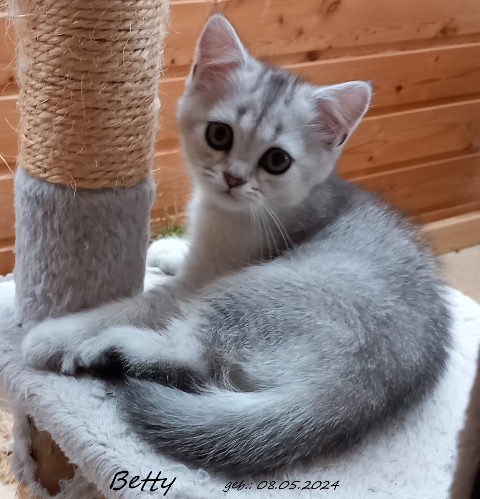 Rassekatzen Britisch Highländer-Kitten stubenrein