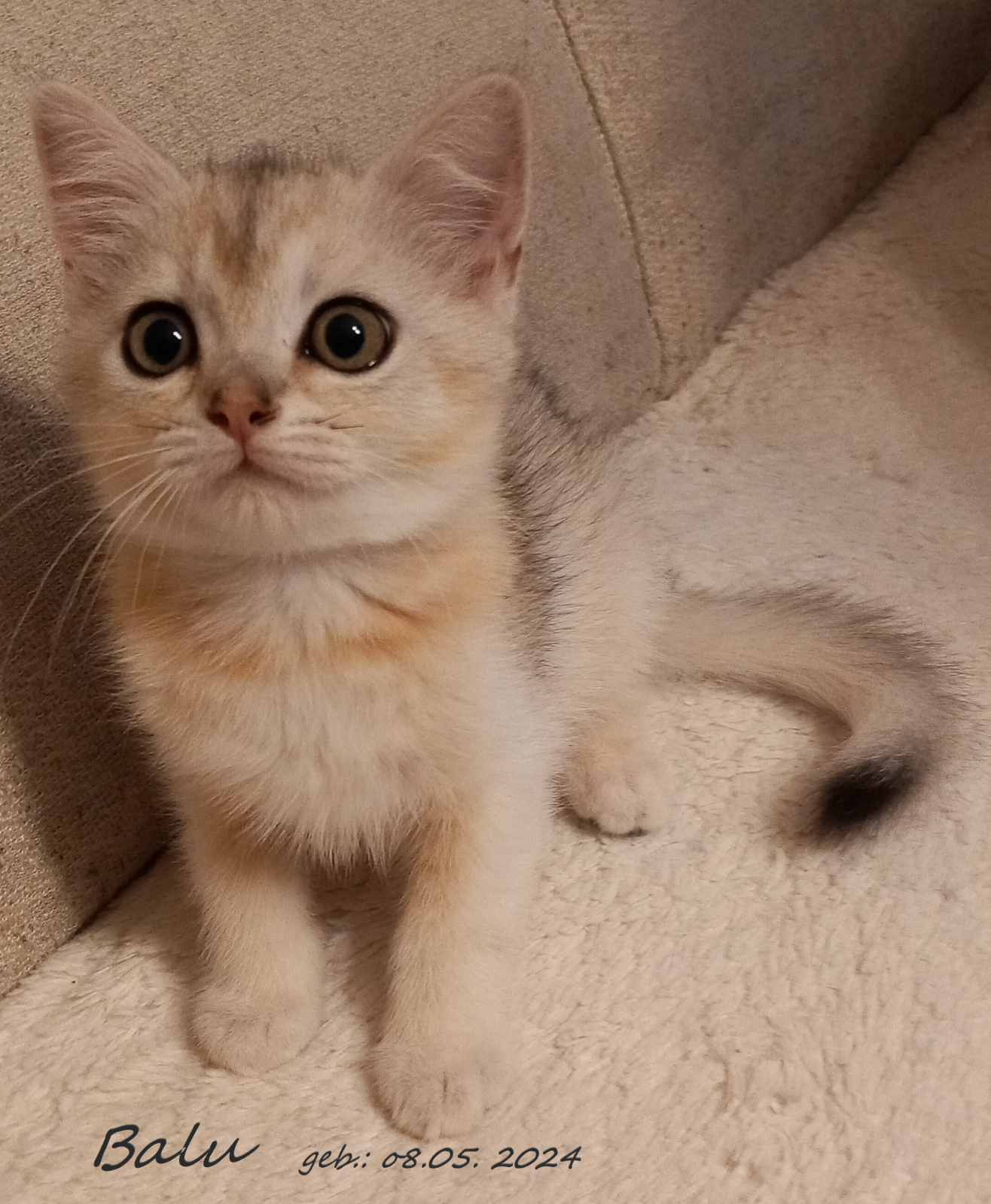 Rassekatzen Britisch Highländer-Kitten stubenrein