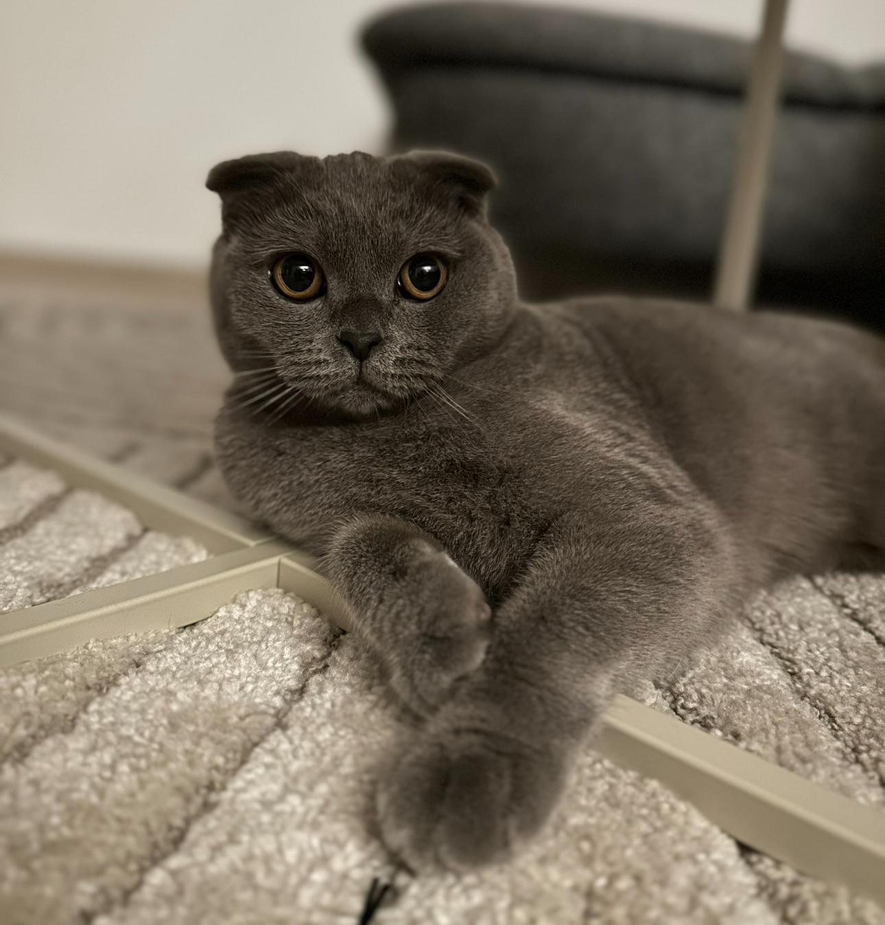 Scottish fold