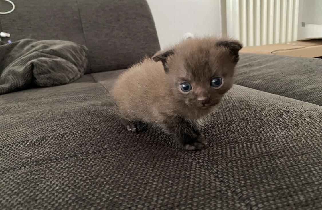 Scottish fold/ scottish straight Kitten