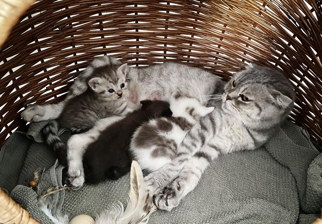Scottish fold/ scottish straight Kitten