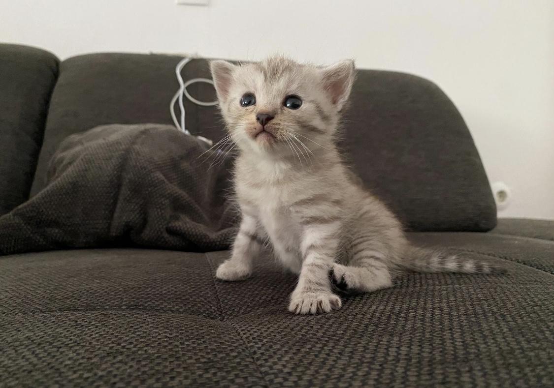 Scottish fold/ scottish straight Kitten