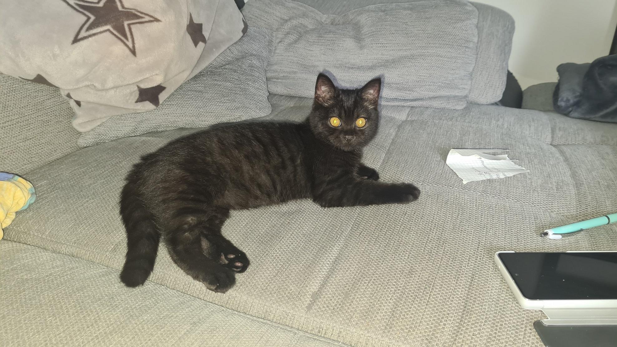 Britisch Kurzhaar BKH Kitten Dark Chocolate Wald M