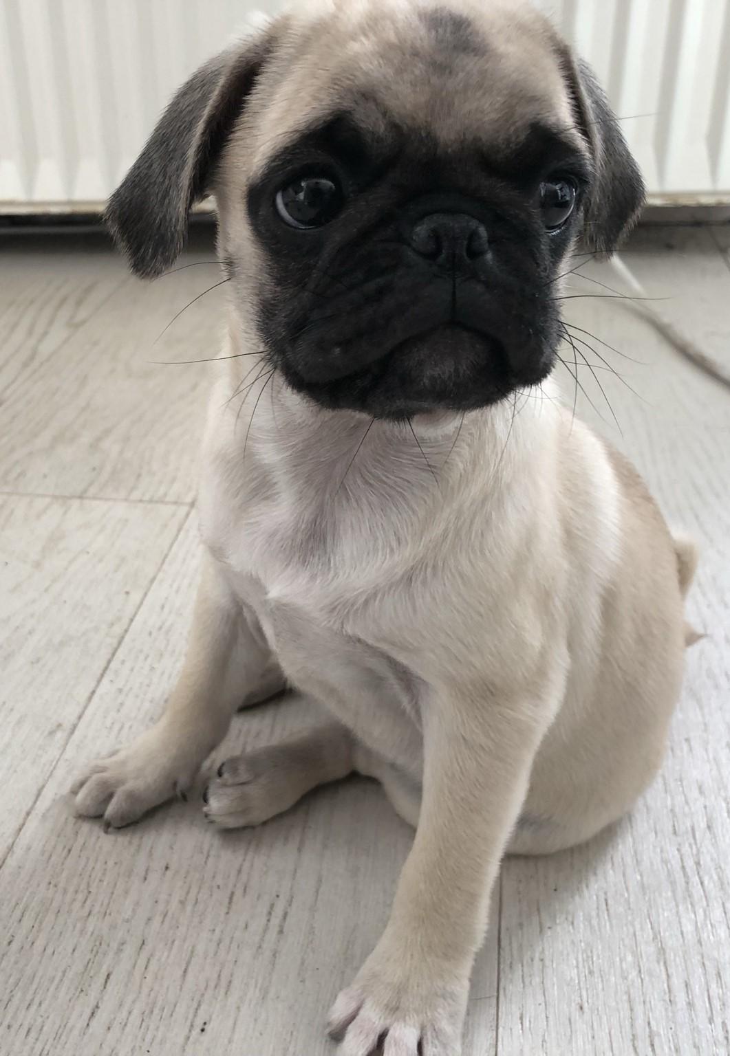 Wundervolle Reinrassige Möpse mit Stammbaum – 4