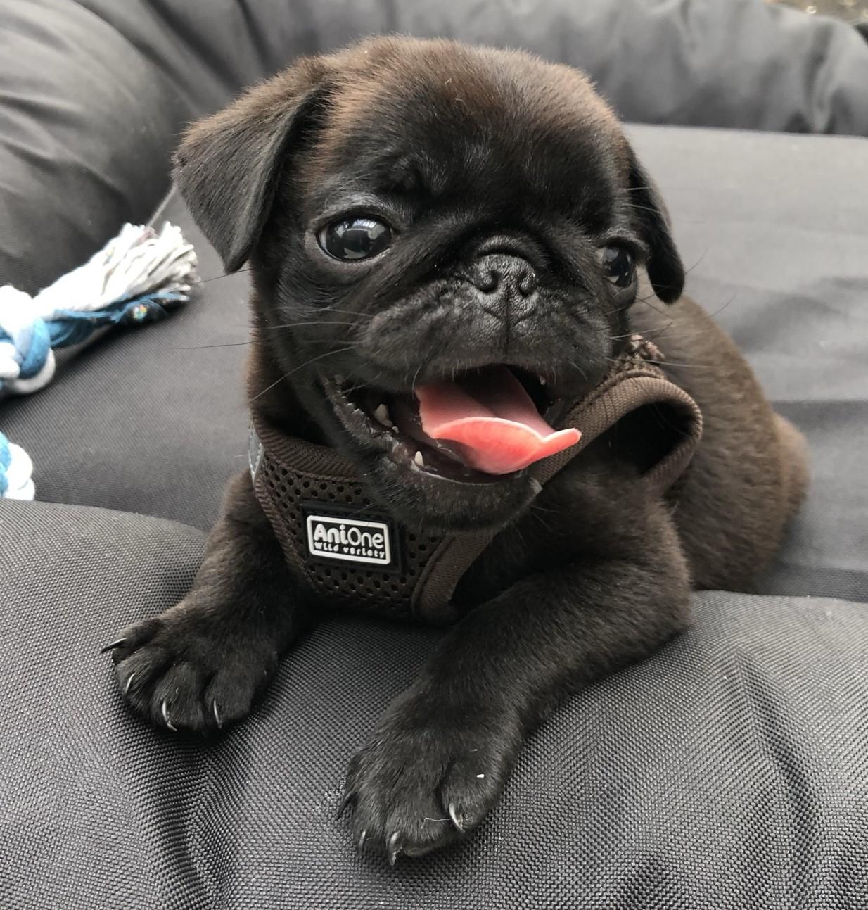 Wundervolle Reinrassige Möpse mit Stammbaum – 4