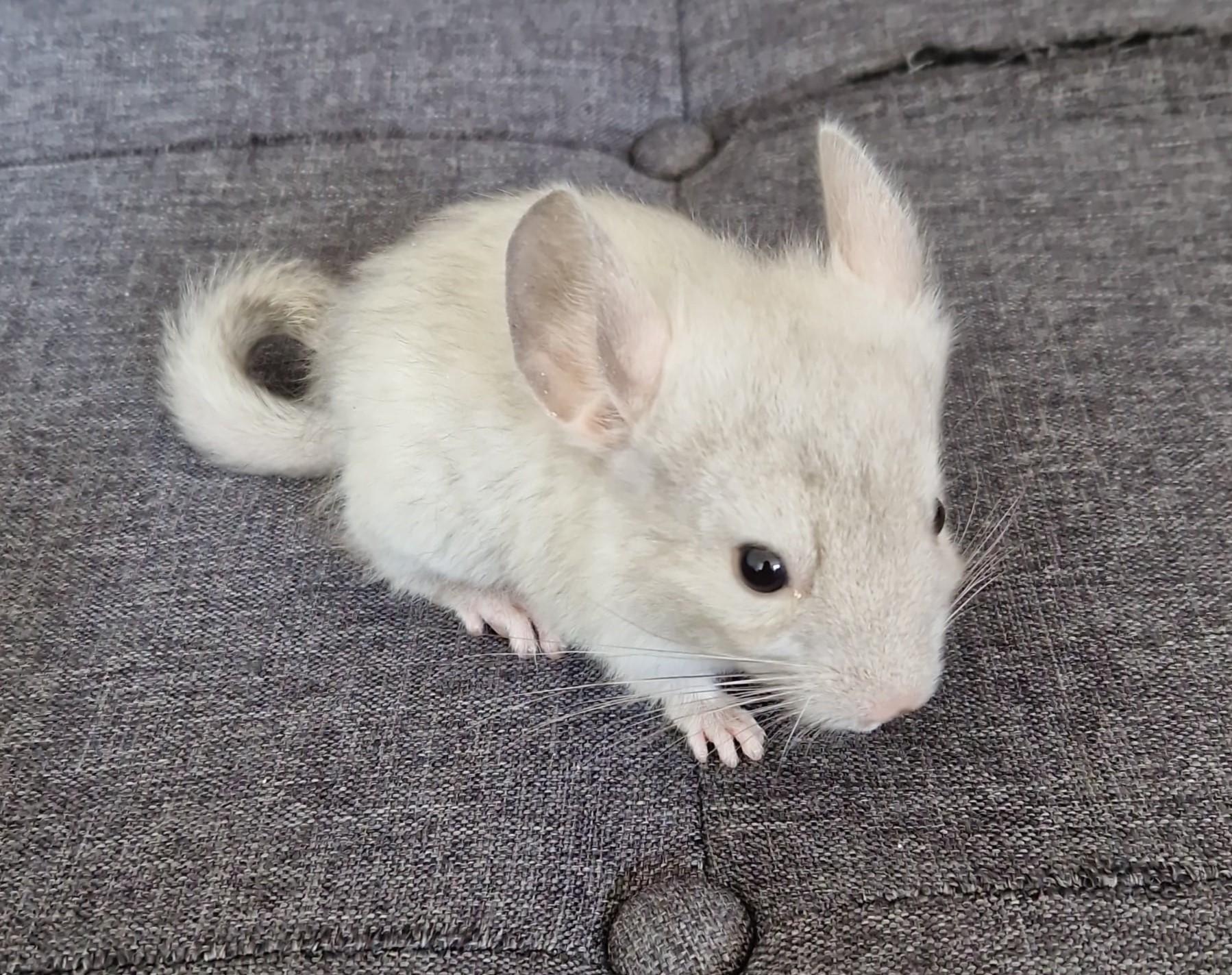 Zwei kleine weibliche Chinchillas