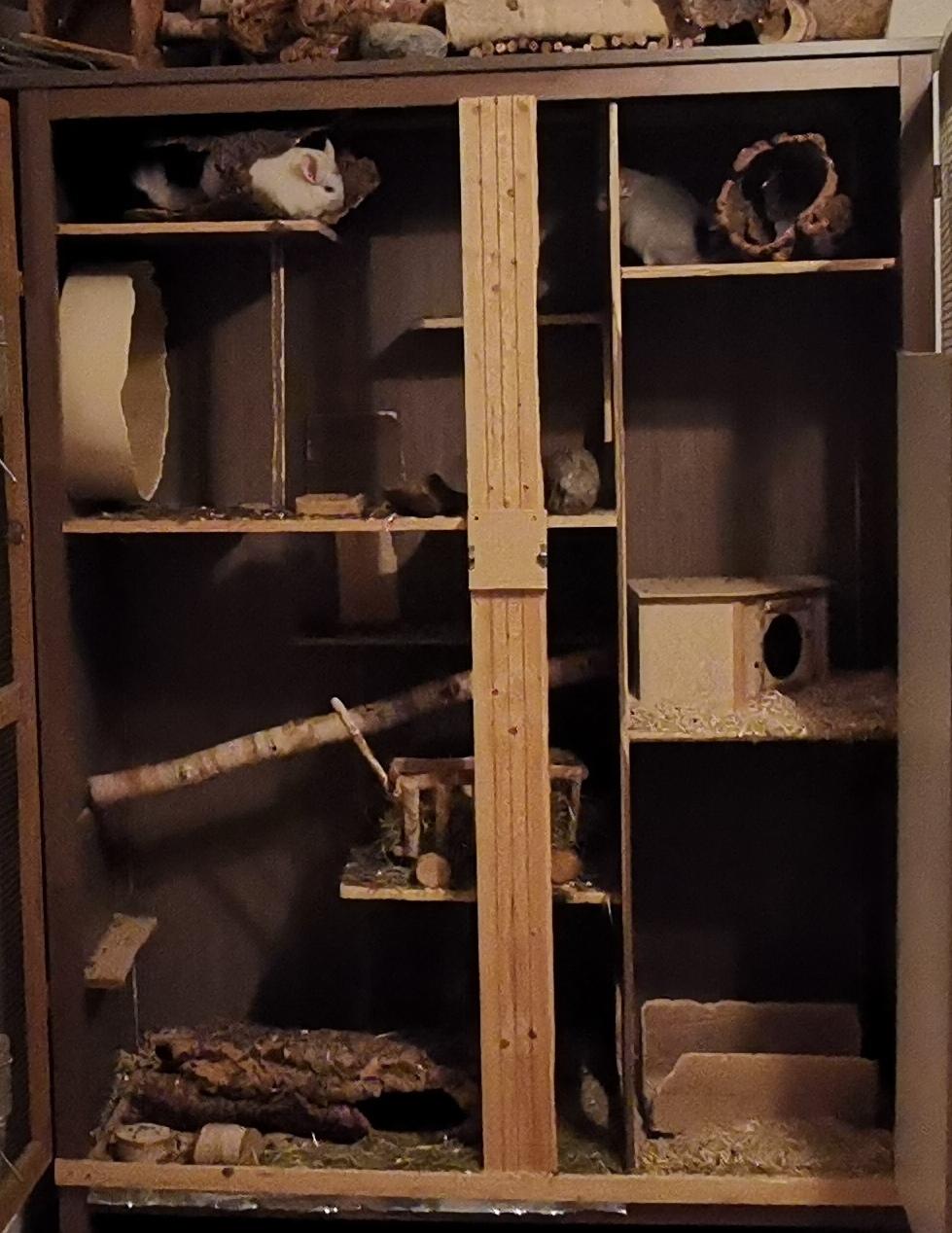 2 Chinchillaherren suchen ein neues Zuhause