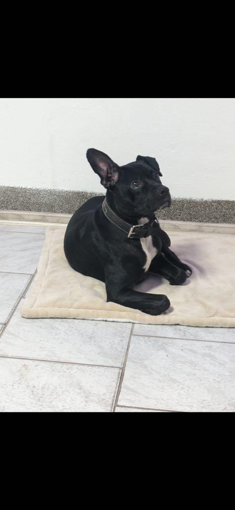 **Labrador-Englische Bulldogge Mix – Geboren am 