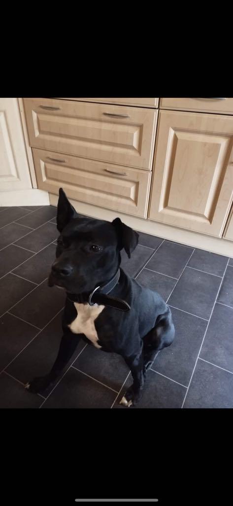 **Labrador-Englische Bulldogge Mix – Geboren am 