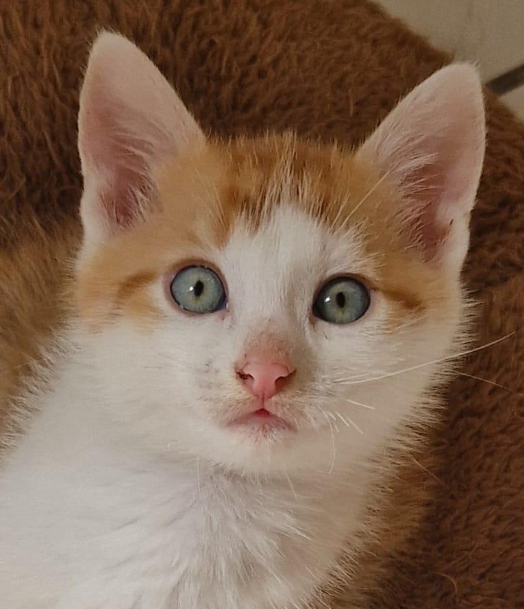 - Abholbereit! - Rote glückliche Babykatze sucht 