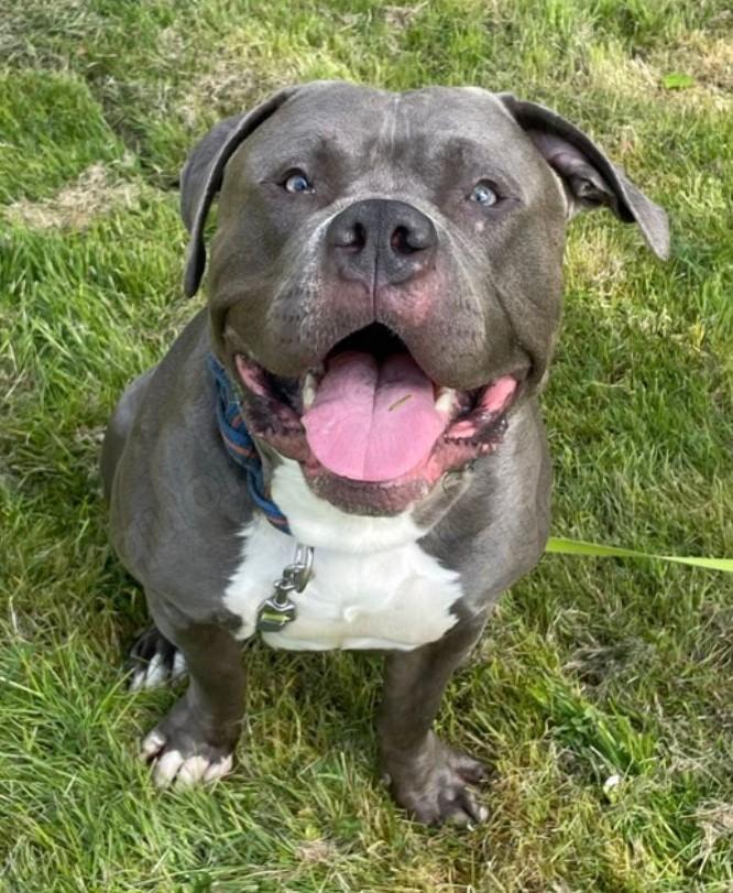 American Bully / Bulldogge/ Rüde / 2 - 3 Jahre  /