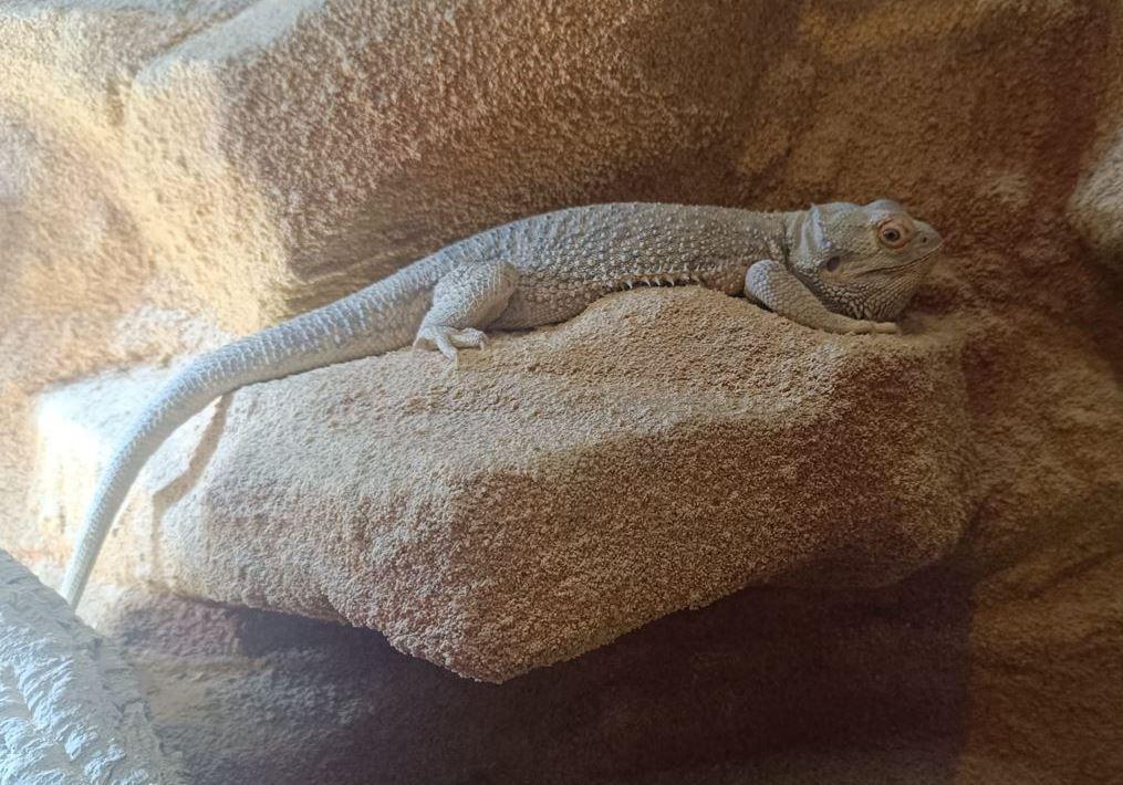 Bartagame in gute Hände abzugeben