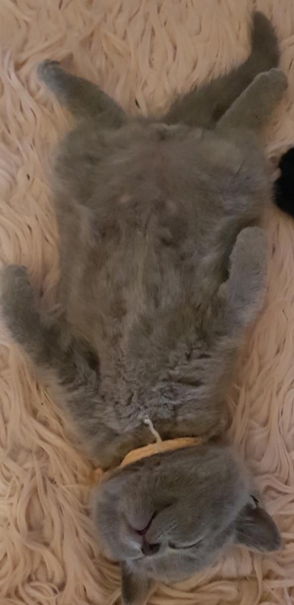 Britisch kurzhaar Kitten suchen ein neues Zuhause