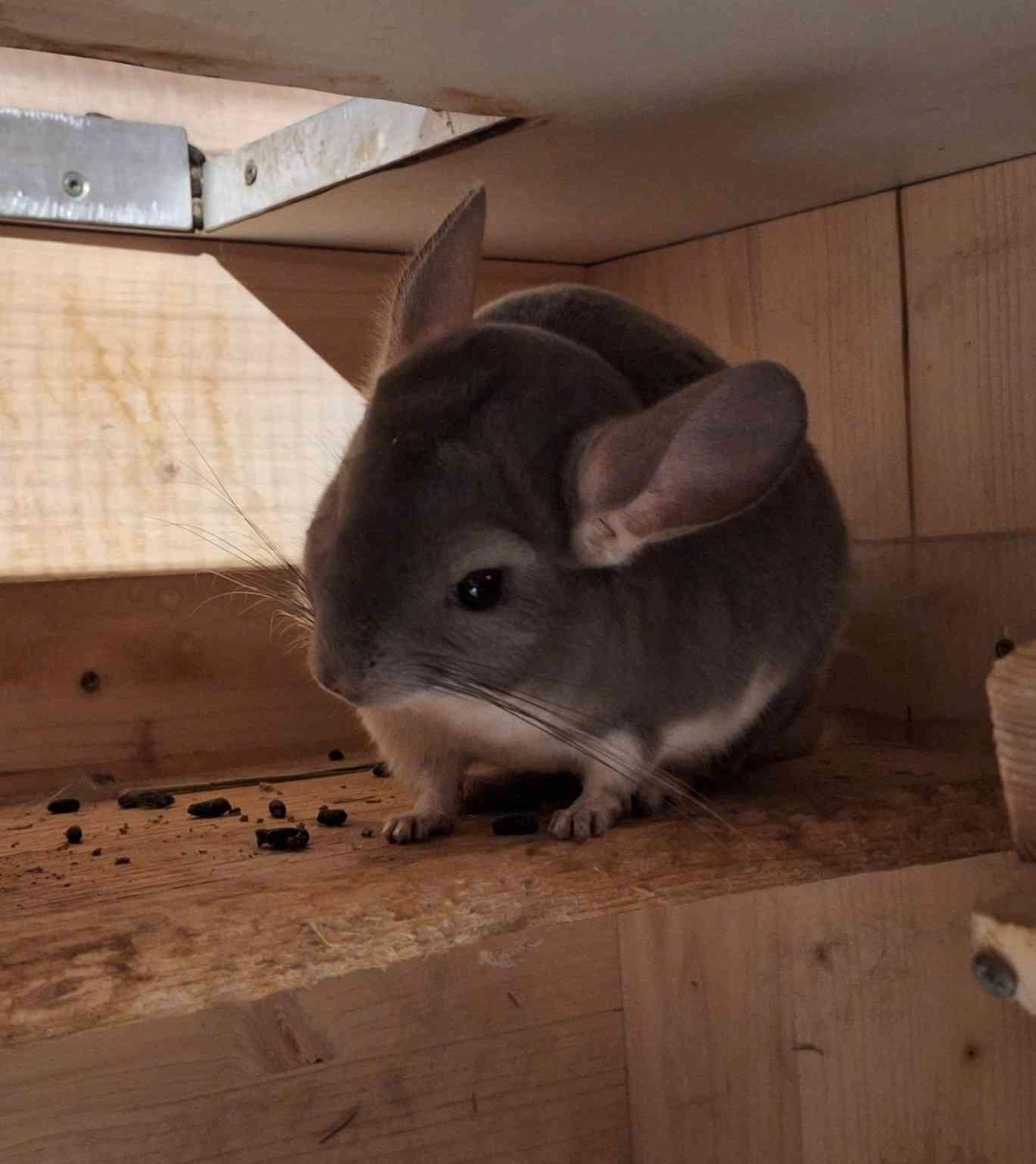 Chinchilla 3-er Gruppe