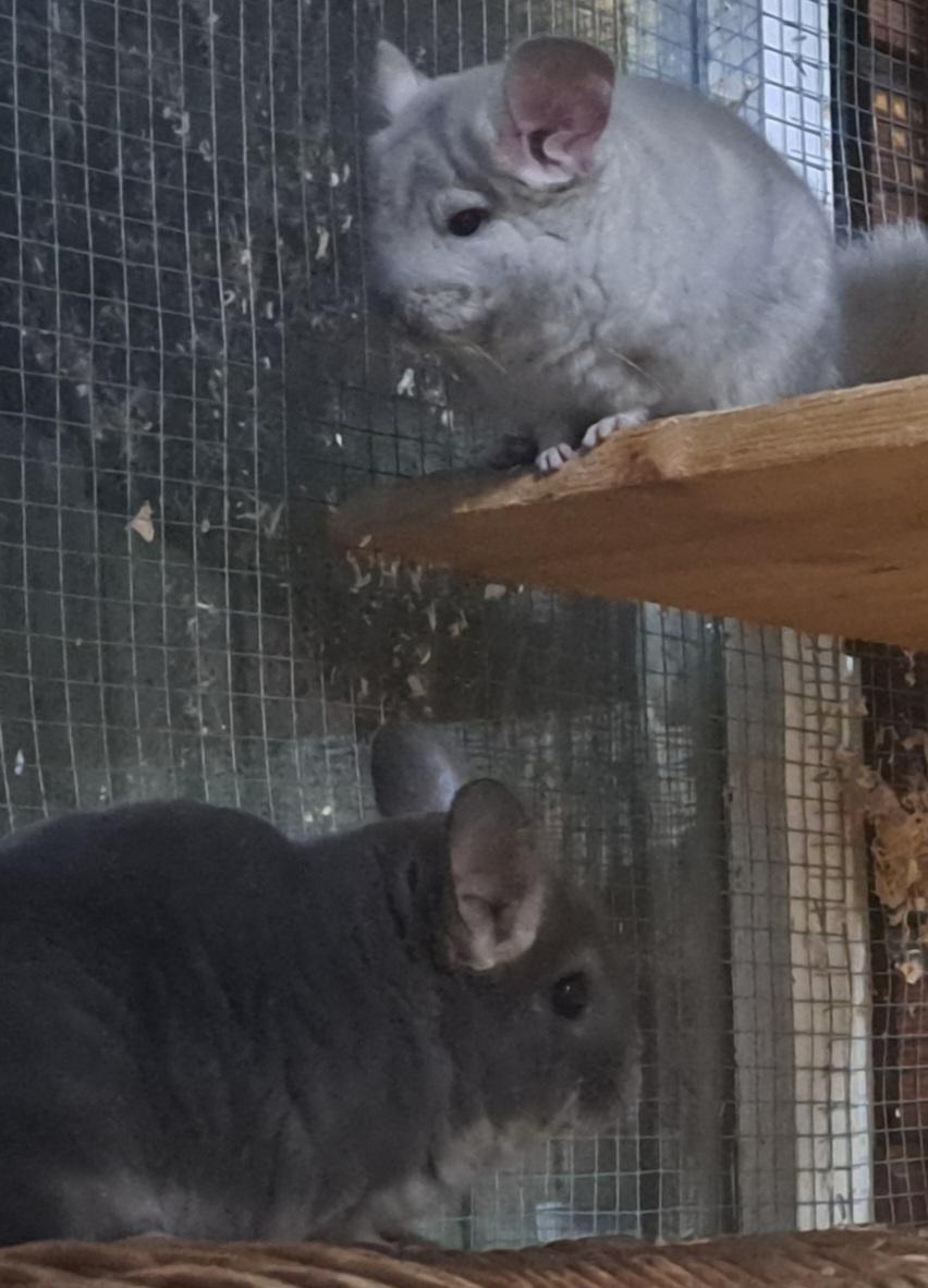 Junge bunte Chinchilla Chinchi Nachwuchs männlich