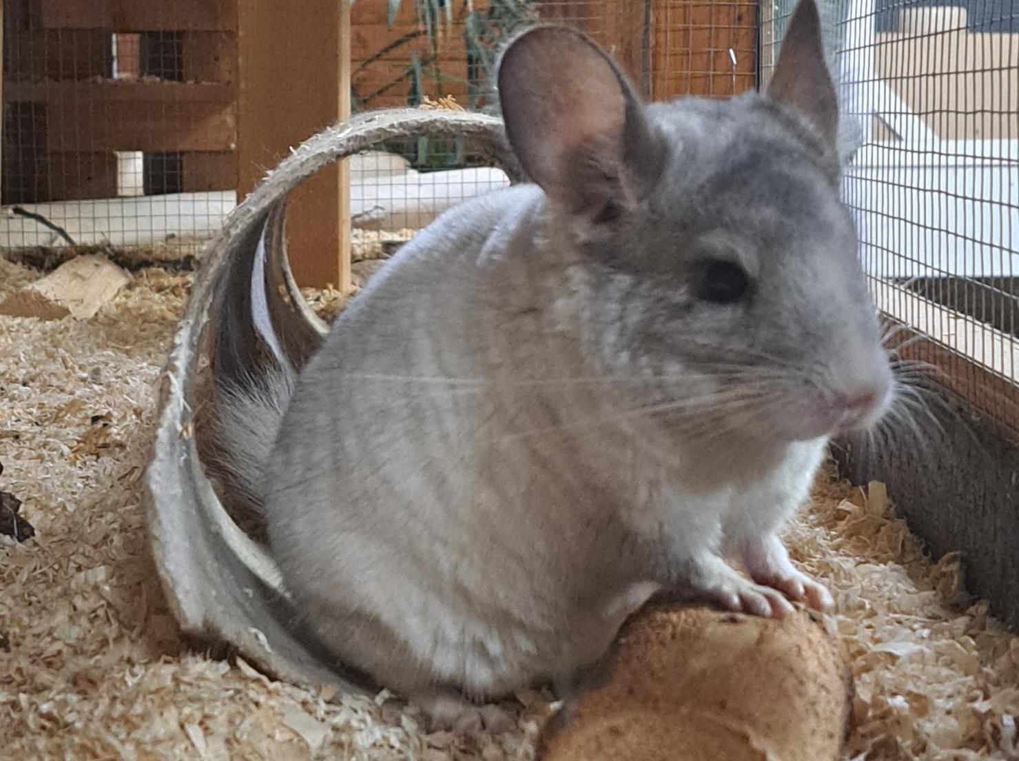 Junge bunte Chinchilla Chinchi Nachwuchs männlich