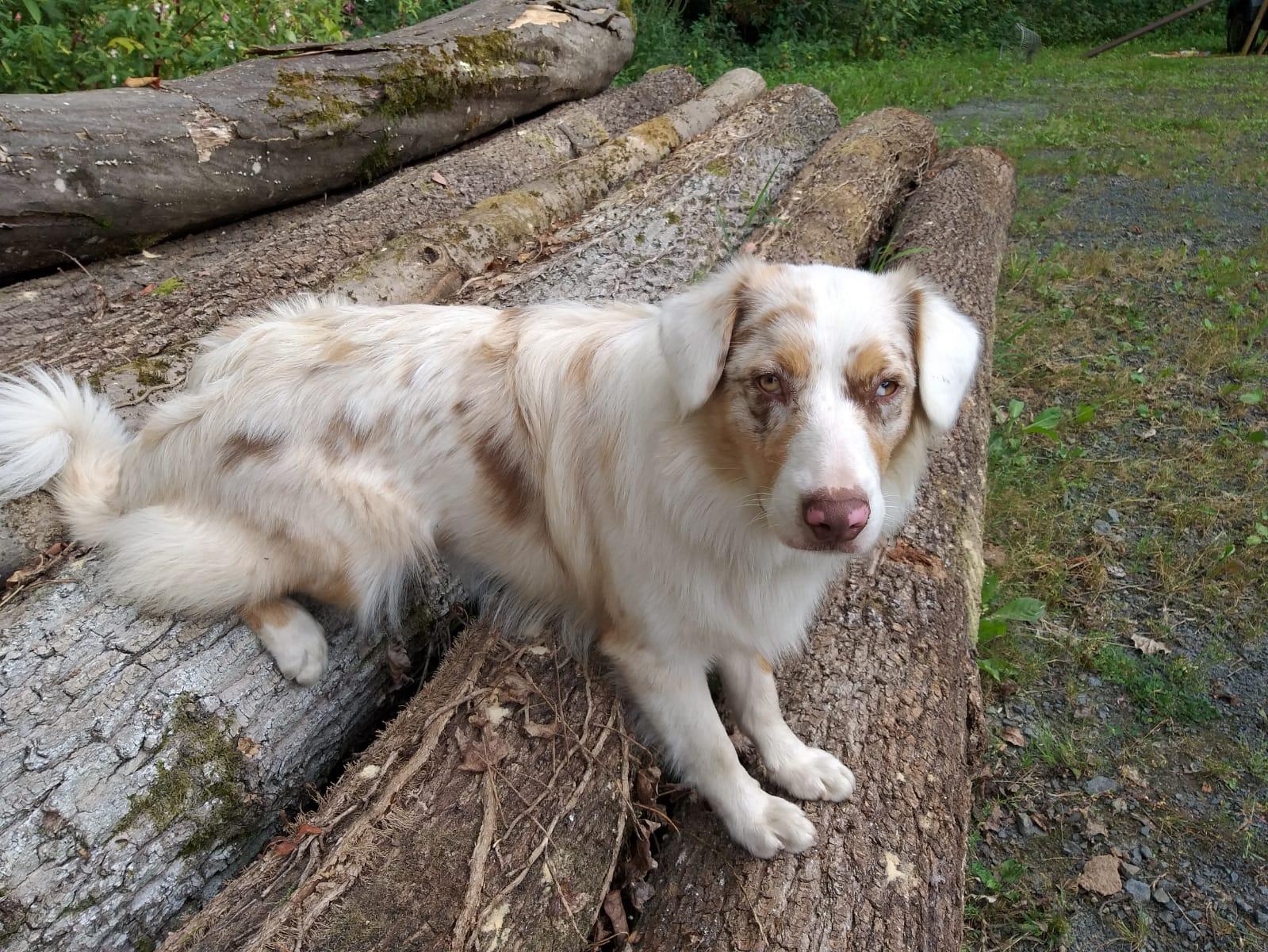 Liebevolle und quirlige Australien Shepard Dame.