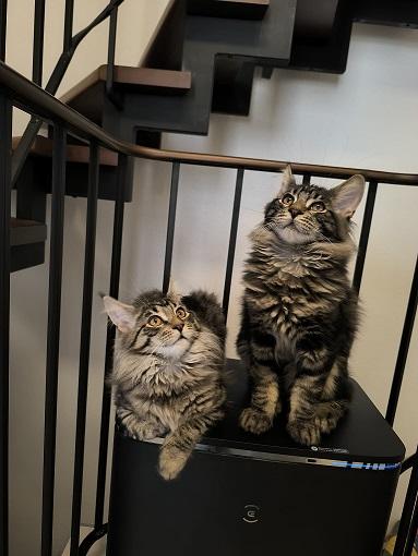 Maine Coon Kitten mit Stammbaum