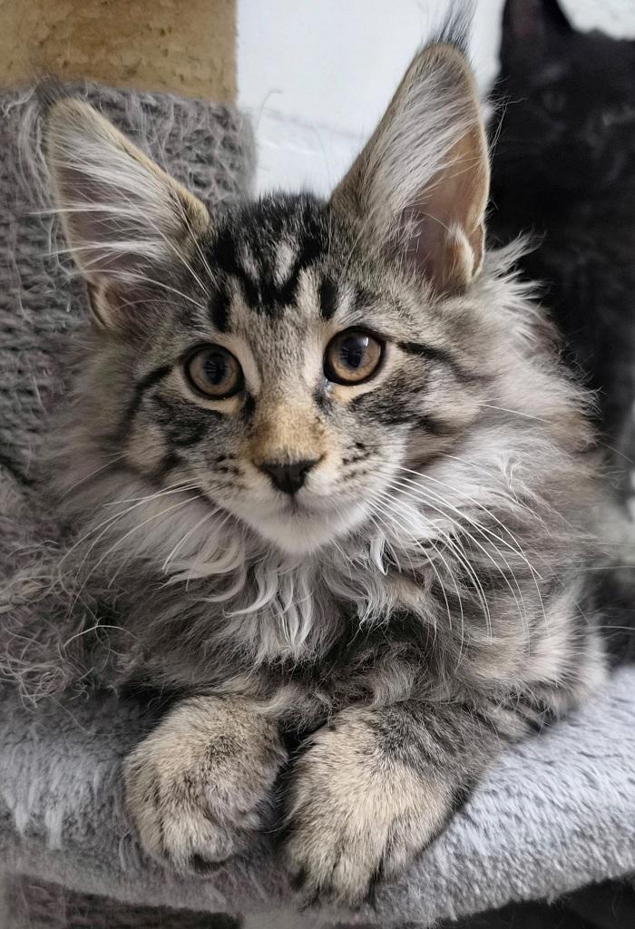 Maine Coon Kitten mit Stammbaum