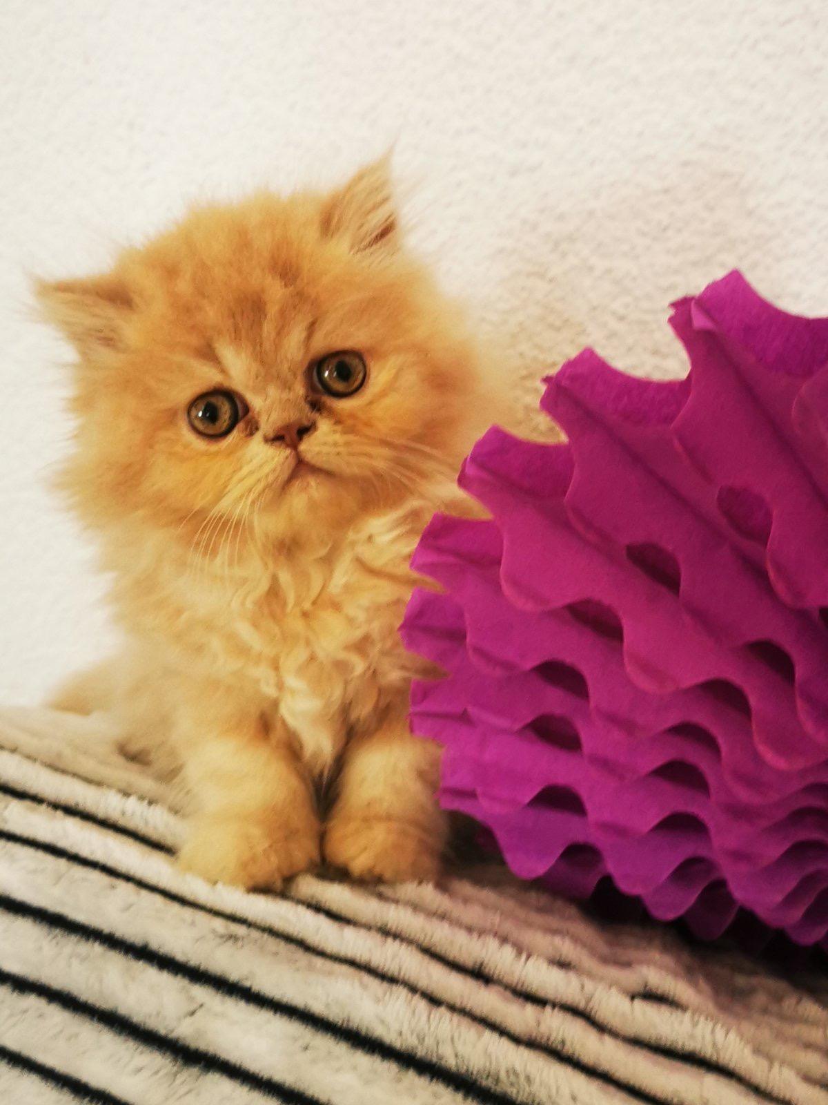 Persische Kätzchen zu verkaufen Mädchen