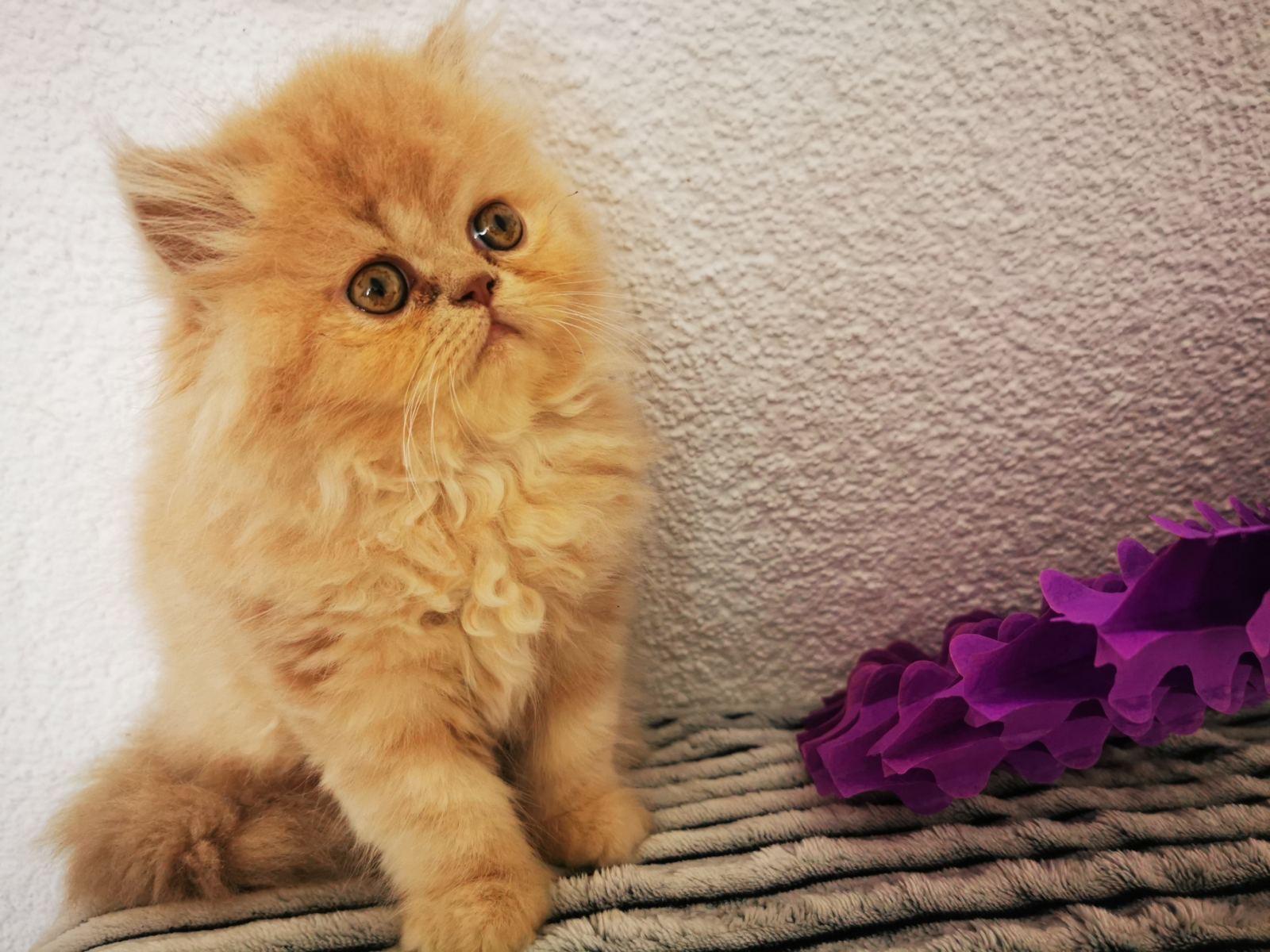 Persische Kätzchen zu verkaufen Mädchen