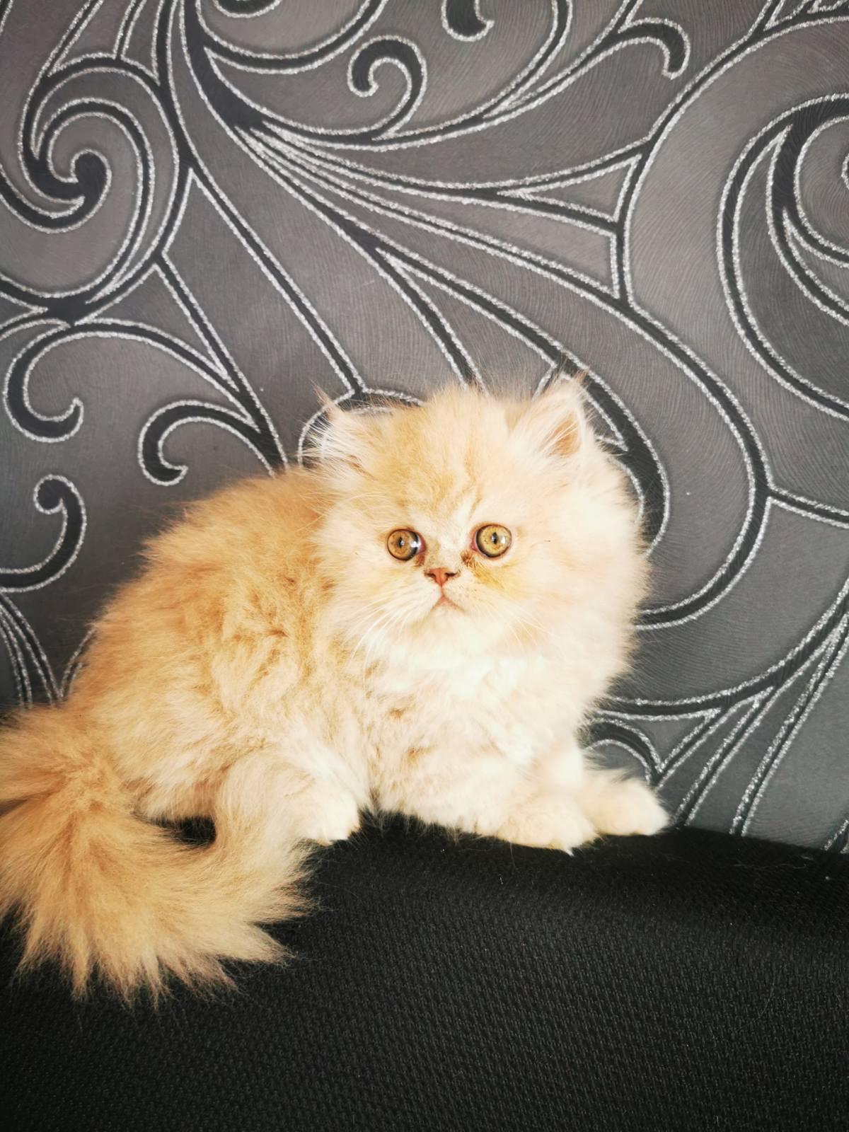 Persische Kätzchen zu verkaufen Mädchen