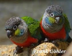 Rotbauchsittiche