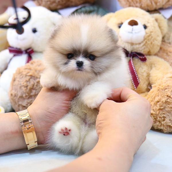 Süsse reinrassige Pomeranian / Zwergspitz Welpen 