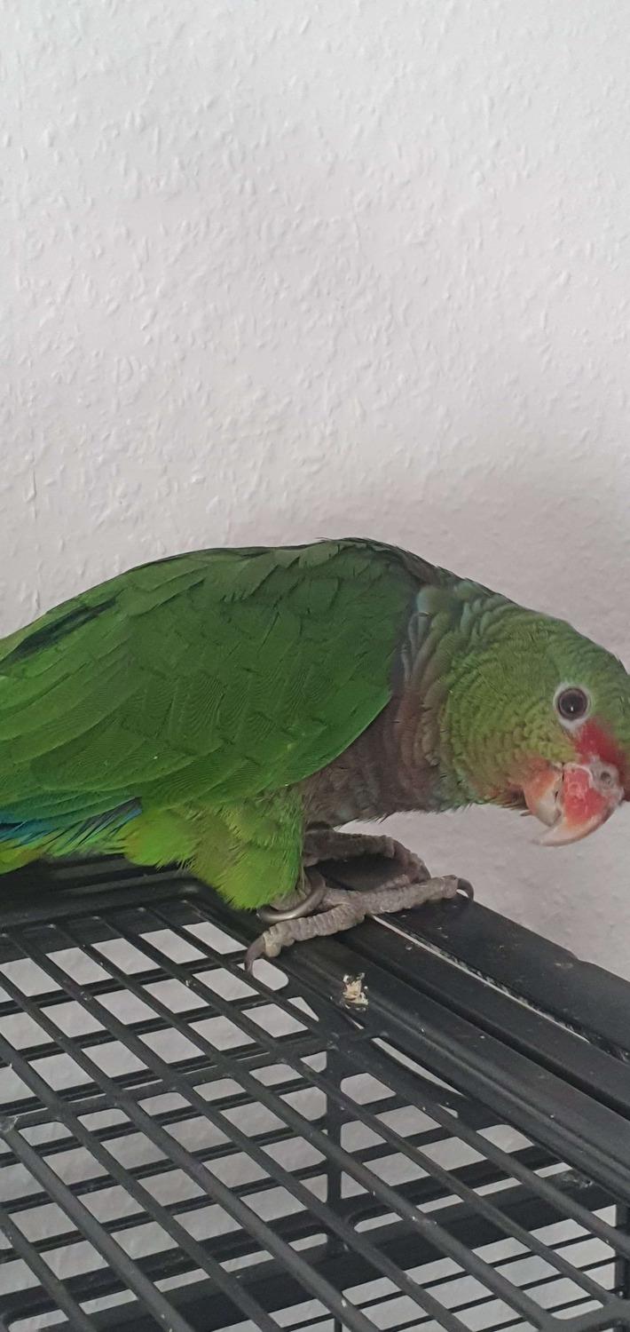 Taubenhalsamazone, Amazona Vinacea