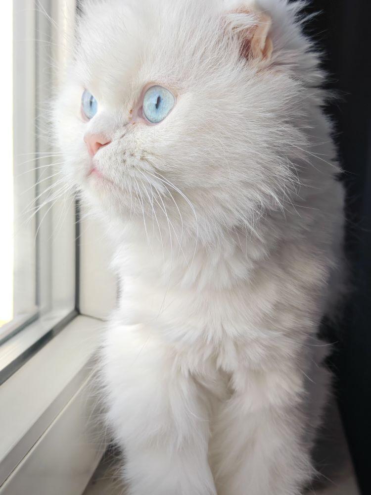 Scottish Fold Langhaar sucht liebevolles Zuhause